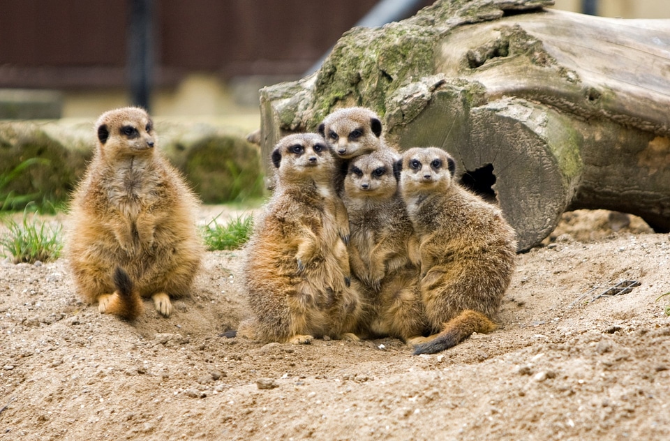 Animals wild wildlife