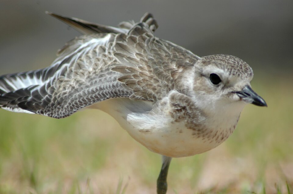 New zealand bird