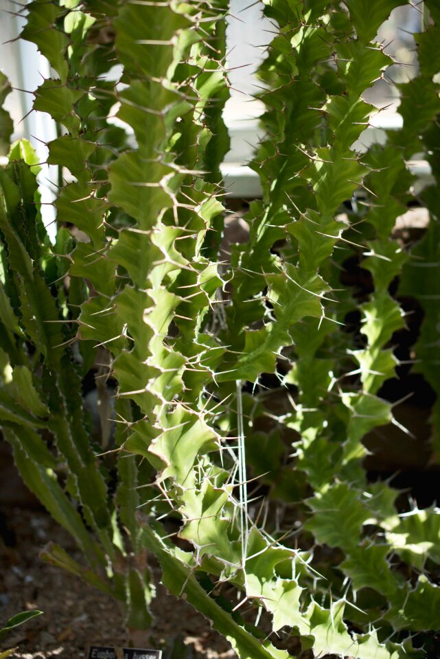 Green house cactus
