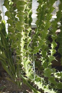 Green house cactus photo