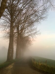 Road foggy trees