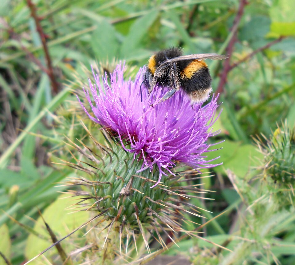 Scotch thistle summer