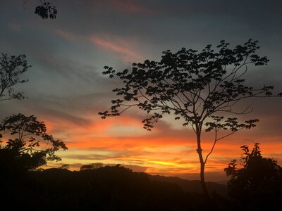 Sunset tree evening sky photo