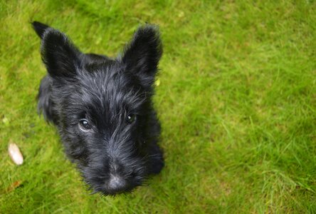 Scottish terrier soft fluffy
