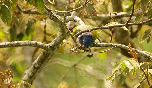 Animal fauna colombia