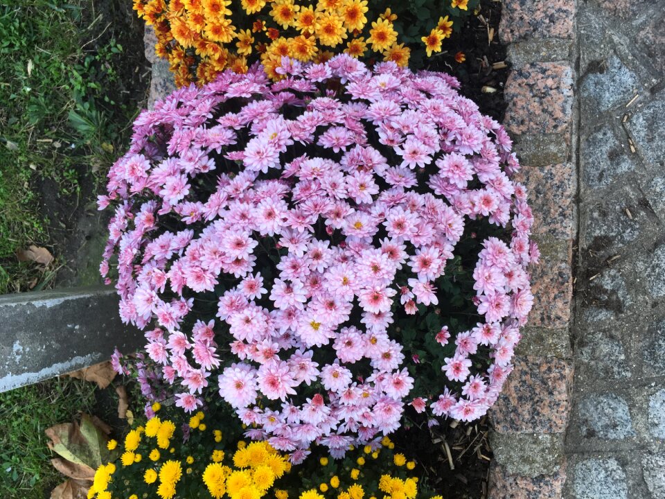 Circle lavender beautiful