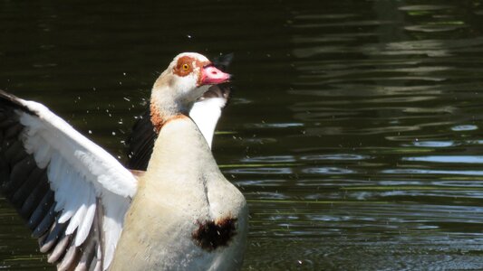 Bird water geese photo