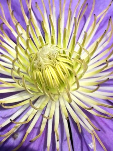 Plant petal spring