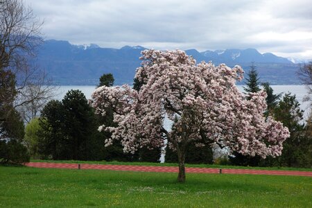 Spring blossom lake photo