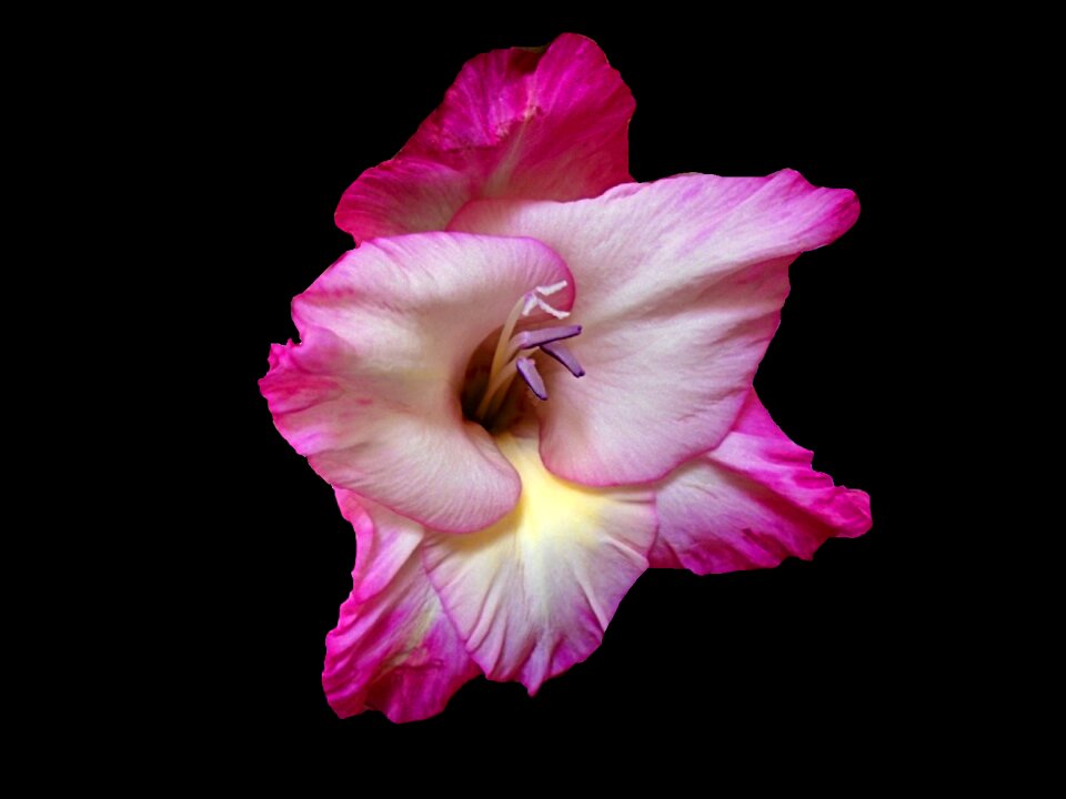 Summer pink floral