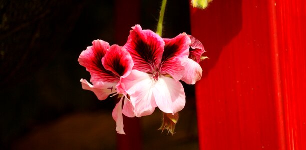 Delicate flower garden colombia
