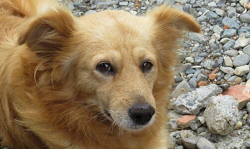 Pet domestic armenia