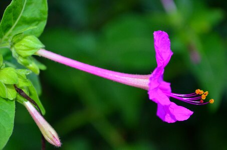 Stamens pistil rosa photo