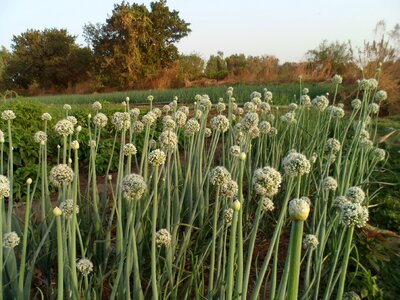 Food plant gardening