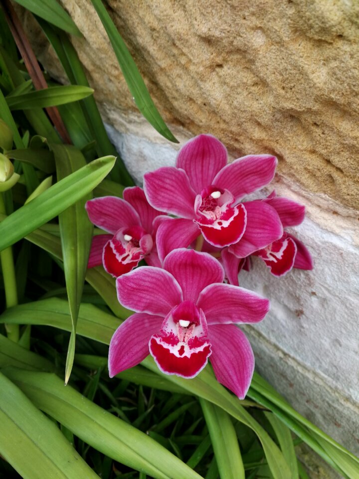 Blossom spring plant