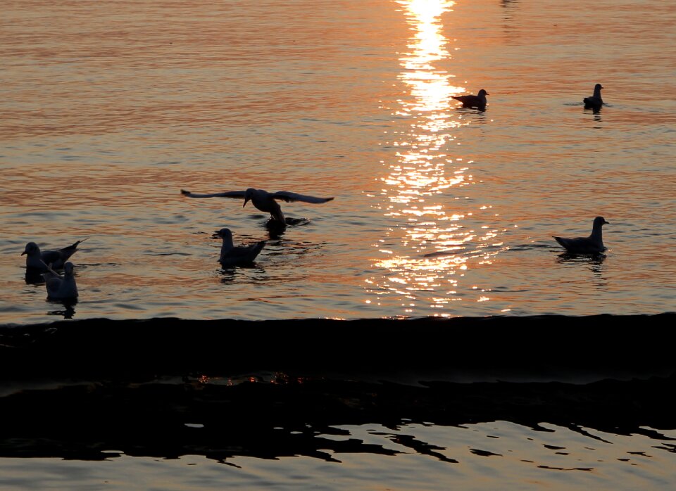 Water seagulls summer