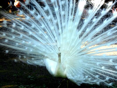 Bird peacock wheel