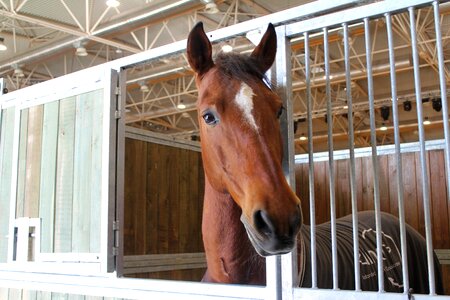 Horse animal head