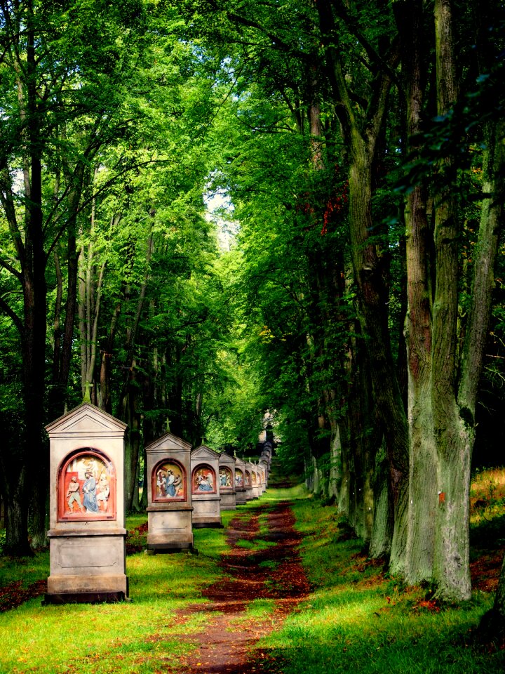 Nature trees landscape
