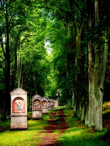 Nature trees landscape photo