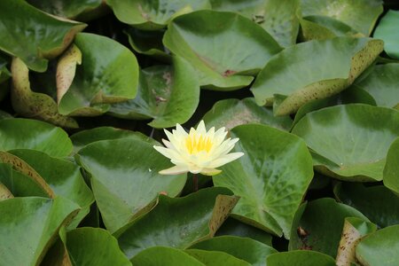 Lotus hawthorn lotus leaf photo