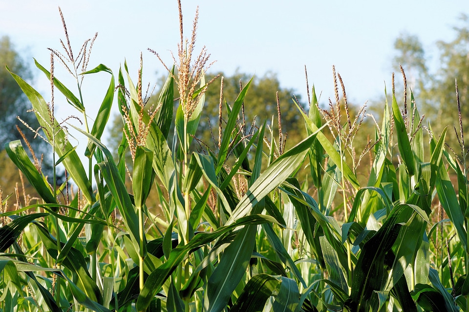 Fodder plant bio gas plant agriculture