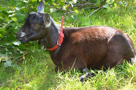 Nature animal field