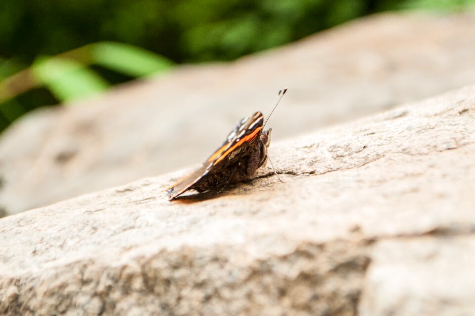 Nature insect garden
