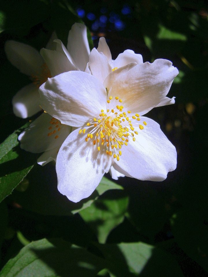 Jasmin european whistle shrub pale whistle shrub