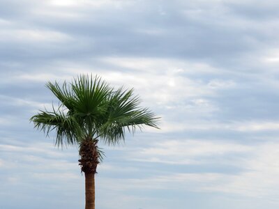 Palm tree clouds sky photo
