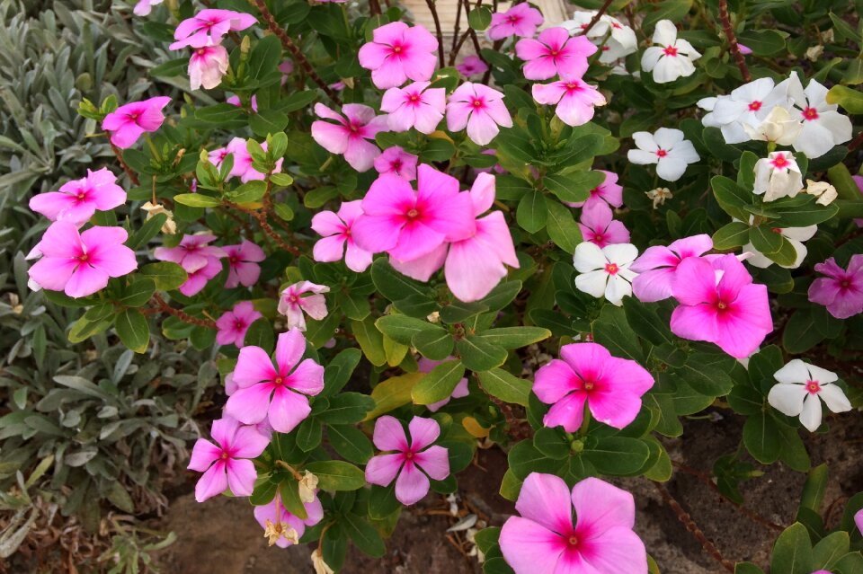 Petals nature pink flowers photo