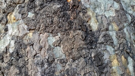 Wood background nature