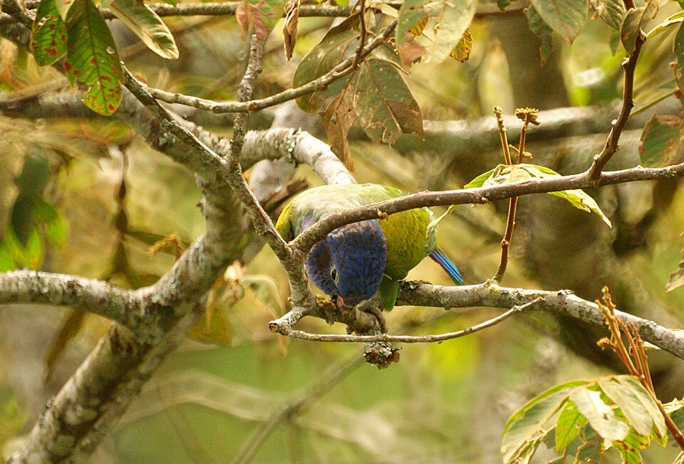 Bird watching green armenia