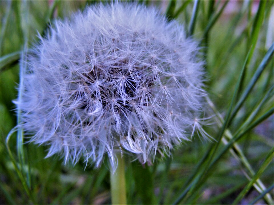 Macro nature