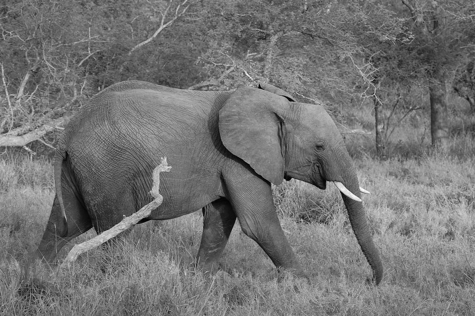 Animal wildlife wild