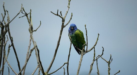 Parrot tree armenia photo
