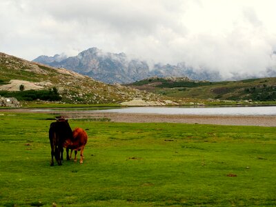 Cows mountains lake photo