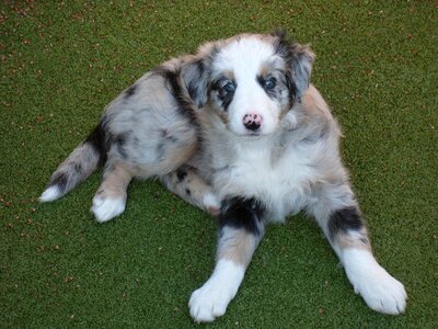 Animal canine doggy
