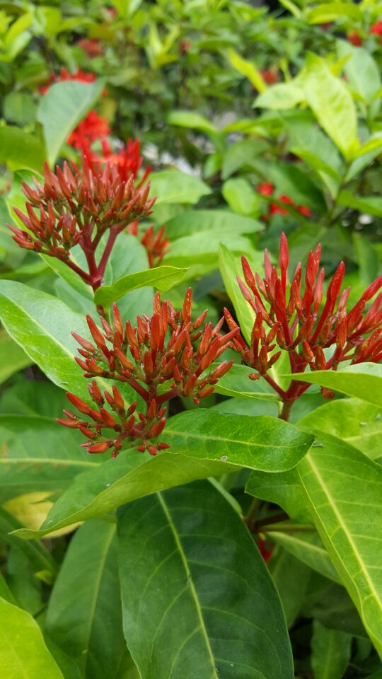 Nature floral leaf