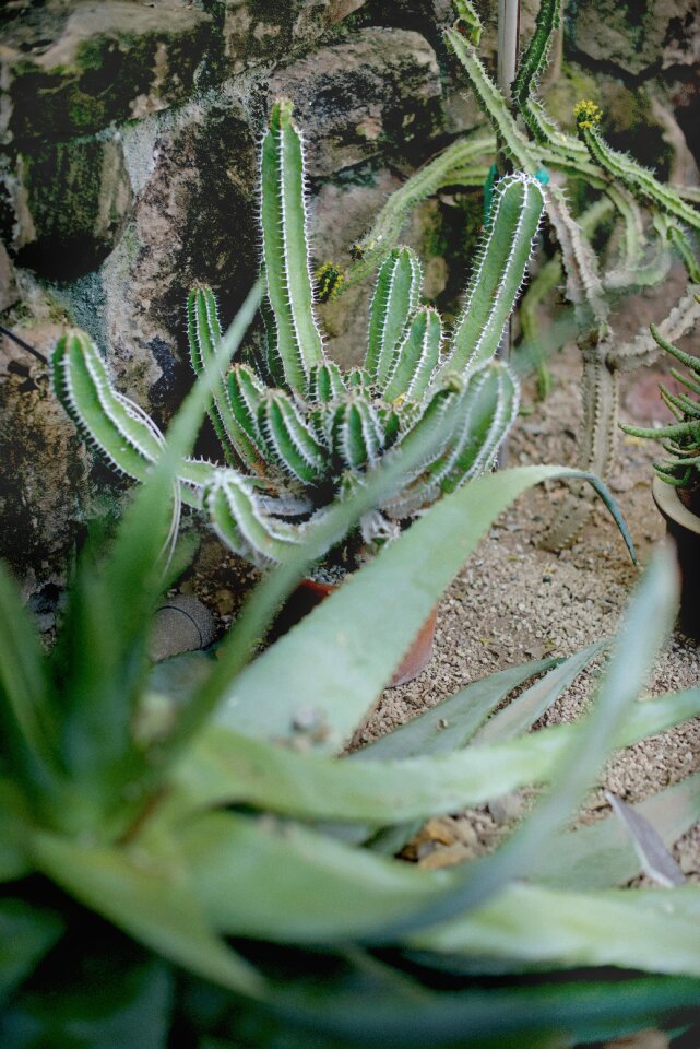 Green house cactus