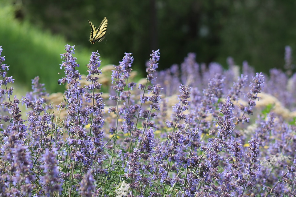 Flowers insect butterfly