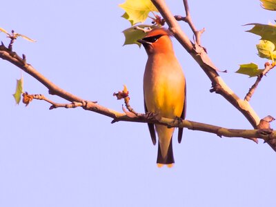 Sycamore tree bird photo