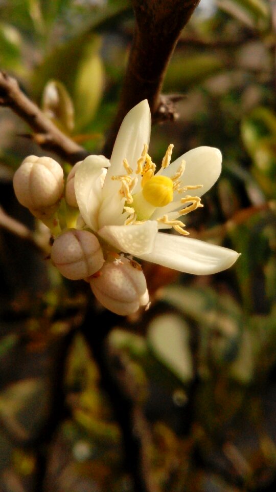 Nature blossom floral