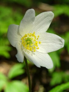 Spring flowers our