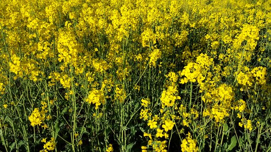 Spring yellow plants