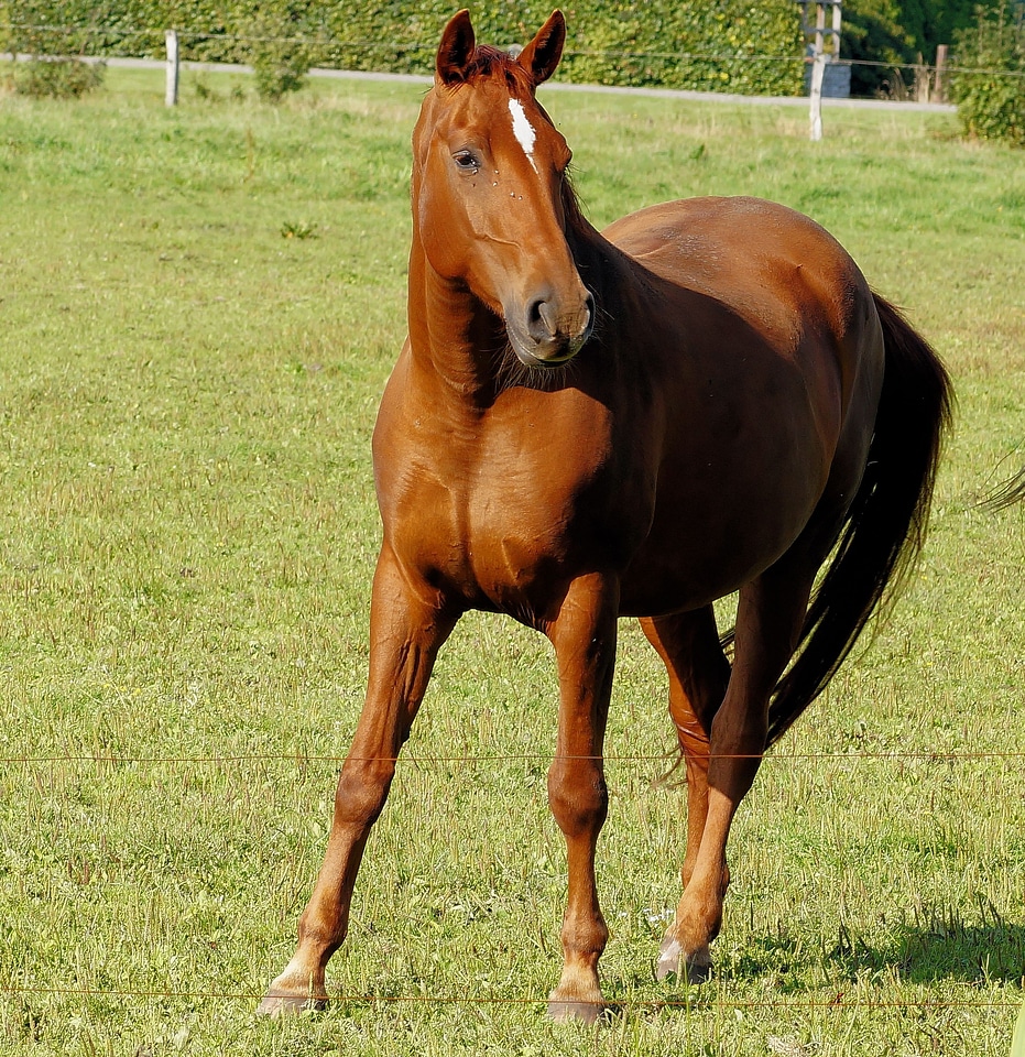 House horse fur blaze