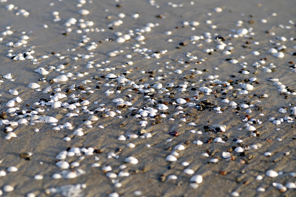 Seashell sand white shell