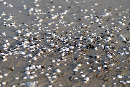 Seashell sand white shell photo