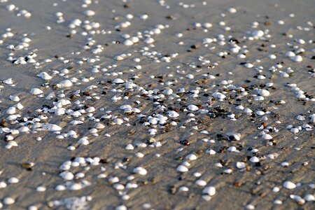 Seashell sand white shell