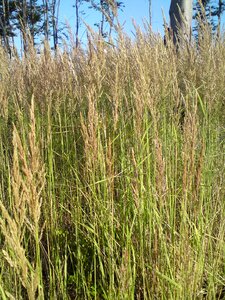 Summer meadow green